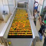 BIPC Commences Juice Production Testing at Revitalized Benfruits Industry